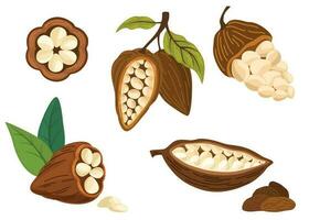 kakao bönor. kakao växt, choklad kakao bönor träd. vektor platt illustration för utskrift, menyer, paket, vykort och Produkter.