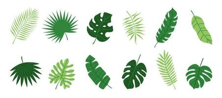 uppsättning av hand dragen tropisk löv på en vit bakgrund. handflatan, banan blad, monstera. vektor platt tecknad serie illustration.