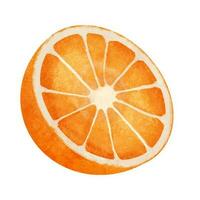 vattenfärg orange frukt isolerat på vit bakgrund. hand dragen illustration. vektor