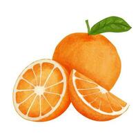 vattenfärg orange frukt isolerat på vit bakgrund. hand dragen illustration. vektor