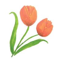 Blumen Aquarellillustration vektor