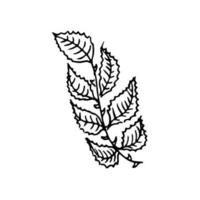 botanisk sömlös mönster, hand ritade, linje konst löv, illustration, vektor på vit