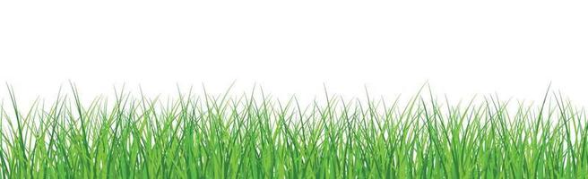 grönt saftigt gräs på en vit bakgrund vektor