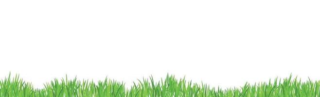 grönt saftigt gräs på en vit bakgrund vektor