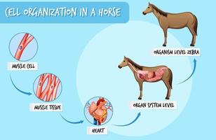 diagram som visar cellorganisation i en häst vektor