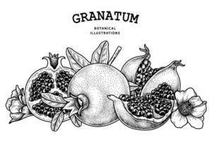 granatäpple frukt handritad retro illustration vektor