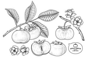 Satz gezeichnete Elemente der botanischen Illustration der Fuyu-Persimonenfruchthand vektor