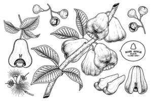 Satz gezeichnete Elemente der Rosenapfelfruchthand gezeichnete botanische Illustration vektor