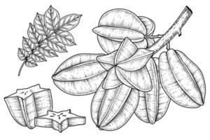 uppsättning stjärna frukt eller carambola frukt handritad element botaniska illustration vektor