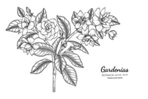 gardenias blomma och blad handritad botanisk illustration med konturteckningar. vektor