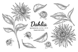 Satz gezeichnete botanische Illustration der Dahlienblume und des Blattes Hand mit Strichgrafiken auf weißem Hintergrund. vektor