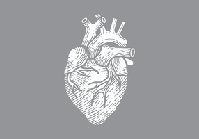 Menschliche Herz-Vektor-Illustration vektor