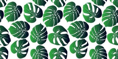 tropisch Hintergrund mit Monstera Blätter. nahtlos Blumen- exotisch hawaiisch Muster. Urwald Palme Hintergrund. vektor