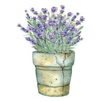 Lavendel Aquarell Illustration. Provence Kräuter Hand gemalt isoliert auf Weiß Hintergrund. perfekt zum Hochzeit Einladungen, Braut- Dusche und Blumen- Gruß Karten vektor