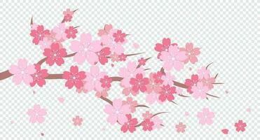 Sakura blühen Ast. Kirsche blühen Ast. Kirsche blühen mit Rosa Sakura. Rosa Sakura Blume Hintergrund. fallen Blütenblätter. Vektor Illustration