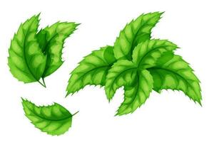 uppsättning mynta, pepparmynta löv, mentol ört i tecknad serie stil isolerat på vit bakgrund. vektor illustration
