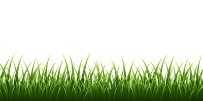 Grün Gras Rand einstellen auf Weiß Hintergrund. Vektor Illustration