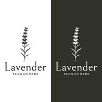 hand dragen organisk lavendel- blomma logotyp mall design.logotyp för kosmetisk, skönhet, te, olja, ört. vektor