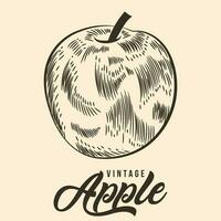 Jahrgang Hand Zeichnung Apfel Obst skizzieren Vektor Lager Illustration