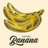 årgång hand teckning banan frukt skiss vektor stock illustration Färg