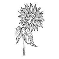 Linie Kunst Illustration mit Sonnenblume vektor