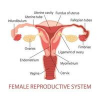 weiblich reproduktiv System. Diagramm von ein gesund Gebärmutter. Genikologie. medizinisch Konzept. Infografik Banner. Vektor