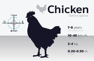 Informationsillustration des Huhns auf einem Hintergrundvektor 10 vektor