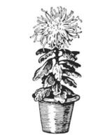 retro Chrysantheme Hand gezeichnet Tinte Illustration. Innen- Pflanze im ein Topf. skizzieren Vektor Zeichnung.