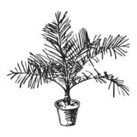 Palme Innen- Pflanze im ein Topf. Hand gezeichnet Tinte Illustration. skizzieren Vektor Zeichnung.