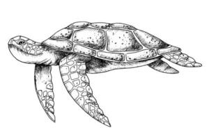 Meer Schildkröte. Hand gezeichnet Vektor Illustration von unterseeisch Schildkröte auf isoliert Hintergrund im Gliederung Stil. nautisch Zeichnung von unter Wasser Tier gemalt durch schwarz Tinten zum Symbol oder Logo. skizzieren.