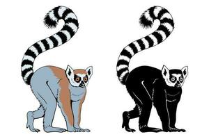 ring-tailed lemur. vektor Färg ClipArt och silhuett isolerat på vit.