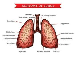 mänsklig lungor anatomi, vektor medicin hjälpa schema
