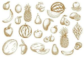 Früchte skizzieren Essen Symbole, tropisch exotisch isoliert vektor