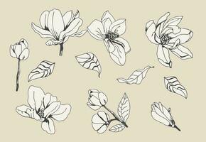 uppsättning av ritad för hand vit magnolior vektor