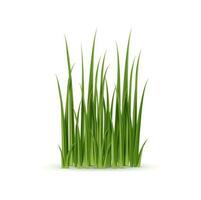 realistisch Grün Gras, natürlich 3d Pflanze Klingen vektor