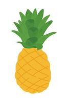 hand dragen ananas illustration isolerat på vit bakgrund. färsk sommar frukt illustration. vektor