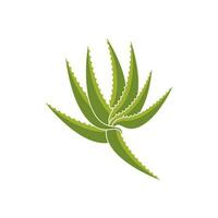 aloe vera logotyp ikon design symbol skönhet vektor