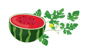vattenmelon vektor illustration. vattenmelon i halv form. sommar frukt tema och begrepp. platt vektor i tecknad serie stil. tropisk frukt.
