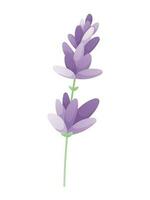 gren av lila fält lavendel. vektor anbud isolerat platt illustration av en blomma med kronblad.