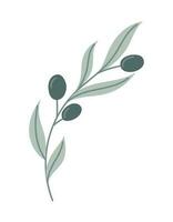 Vektor isoliert Olive Ast mit Beeren und Blätter im eben Stil.