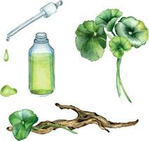 centella Asiatica, grundläggande oljor, trä- gren vattenfärg illustration isolerat på vit. pennywort, har dig kola ört- växter, cola, drivved hand ritade. design element för paket, märka, omslag vektor