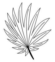 tropisch Palme Blatt Linie Gekritzel Vektor Illustration