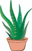 Aloe vera Pflanze im das Topf vektor