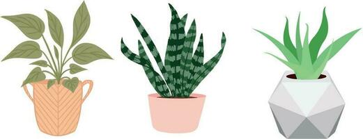 Pflanzen mit Schoten, Aloe vera Anlage, Blatt mit Schoten, Dekoration Pflanze Vektor