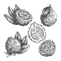 Bergamotte Obst natürlich einstellen skizzieren Hand gezeichnet Vektor