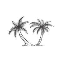 Hand gezeichnet skizzieren von Palme Bäume. Jahrgang Vektor Illustration isoliert auf Weiß Hintergrund. Gekritzel Zeichnung.