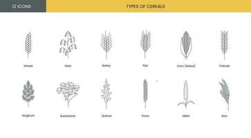 de uppsättning av ikoner av spannmål växter inkluderar vete, havre och korn, råg och majs, rågvete och durra, bovete och quinoa, prosho eller hirs, ris. vektor linje illustration.