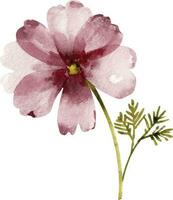 Rosa Blume , Aquarell Illustration zum Postkarten und Design. vektor