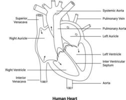mänsklig hjärta linje konst vektor deign