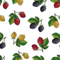 Vektor Illustration nahtlos Muster von Sommer- Beeren. rot und Gelb Himbeeren und Brombeeren auf Weiß Hintergrund